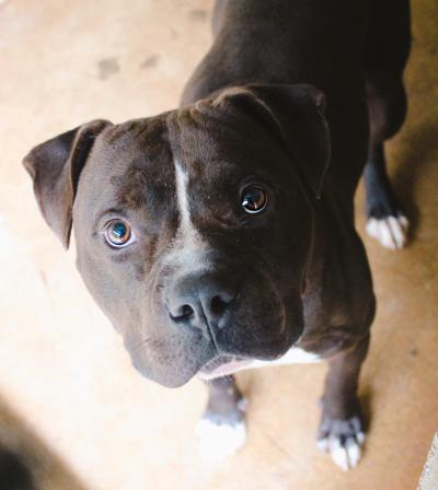 Black and white dog looking up