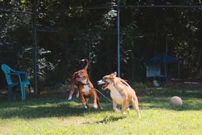 Two dogs running outside in a playgroup