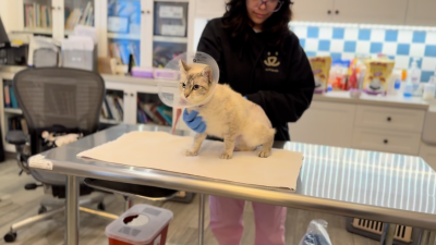 Princess the cat in an e-collar at the clinic with a person behind her