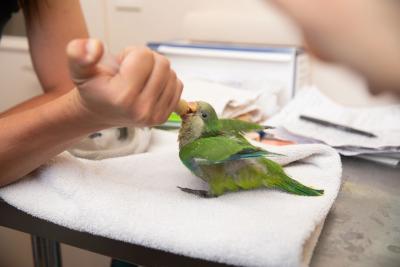 A person's hand syringe feeding a baby Quaker parrot