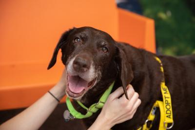 Person's hands petting a senior dog wearing an Adopt Me harness