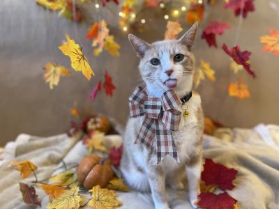 Pumpkin the cat with his tongue stuck out, wearing a bow, and surrounded by fall-colored leaves and a small pumpkin
