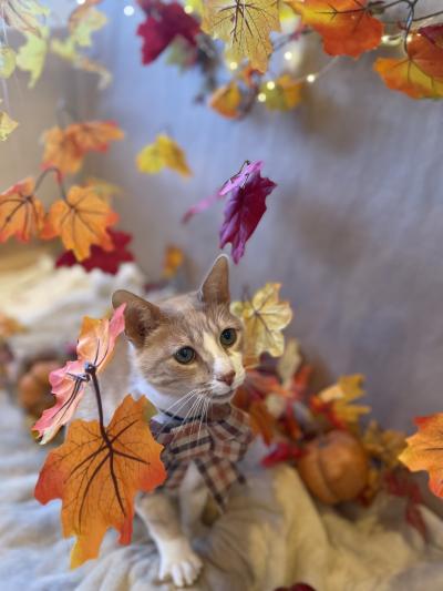 Cat with pumpkin online