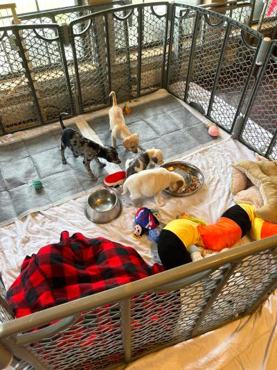 Sonny and his littermates in an enclosed area in their foster home