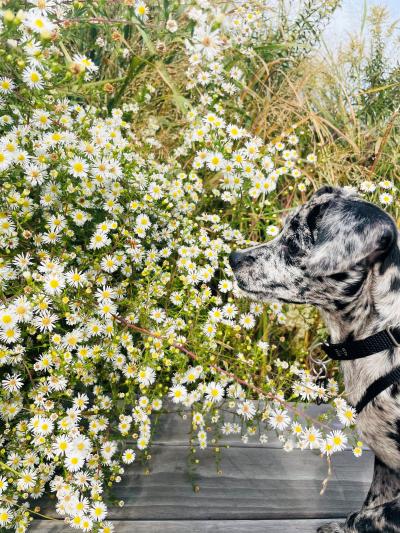 Sonny the puppy beside some flowers