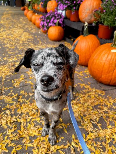 Sonny the puppy on a blue leash in front of a bunch of pumpkins