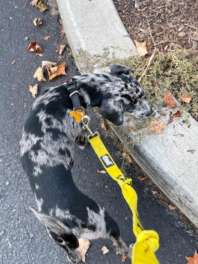 Sonny the puppy outside on a walk on a yellow leash, smelling some grass on a curb