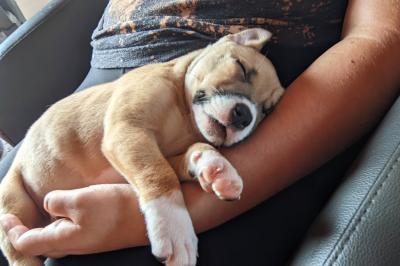 Mac the puppy sleeping on a lap, being held up by an arm