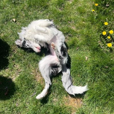 Cricket the puppy rolling upside down in some grass