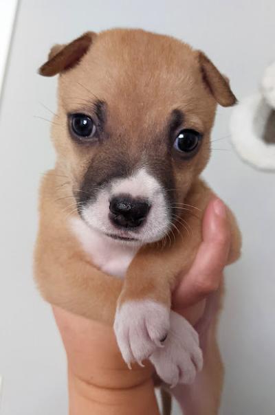 Mac as a small puppy being held with one hand