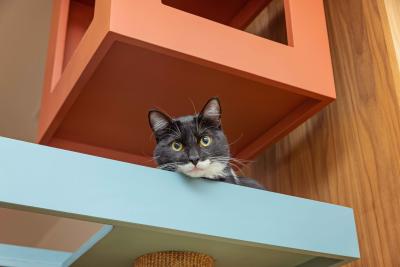 Black and white cat looking down from a blue shelf