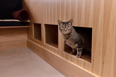 Tabby cat sticking out of a square hole in a wall