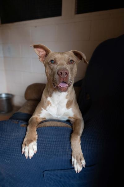 Queen Bee the dog on a chair