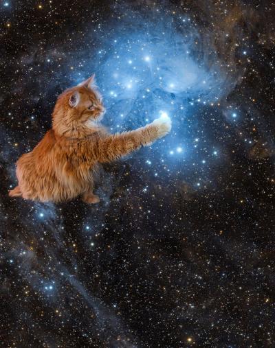 Gregory the cat reaching out with a paw to a galaxy in space