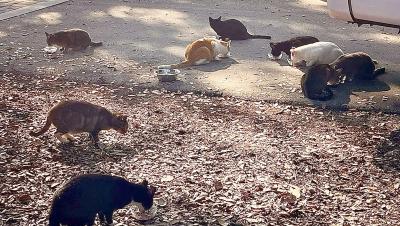 Group of community cats eating outside