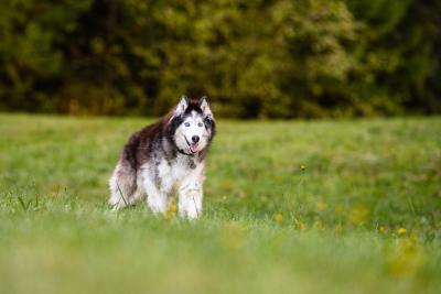 Kerouac the dog in a field of grass