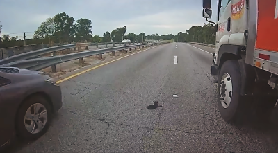 The kitten in the middle of the road before being rescued