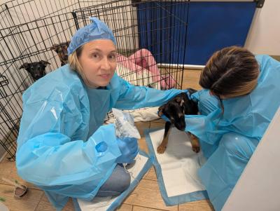 Dr. Annie Harvilicz in medical protective gear with a puppy