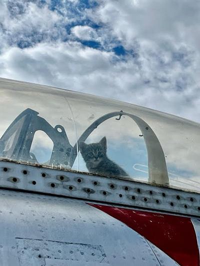 Tabby kitten in a fighter jet