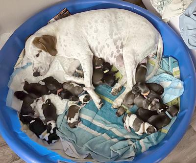 Mama dog Ruby lying in a blue kiddie pool with her 18 puppies