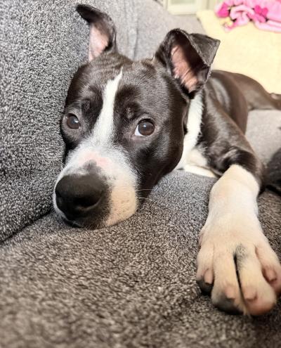 Dasher the dog lying on a couch