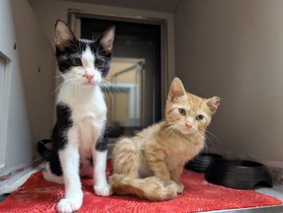 Two kittens in a kennel