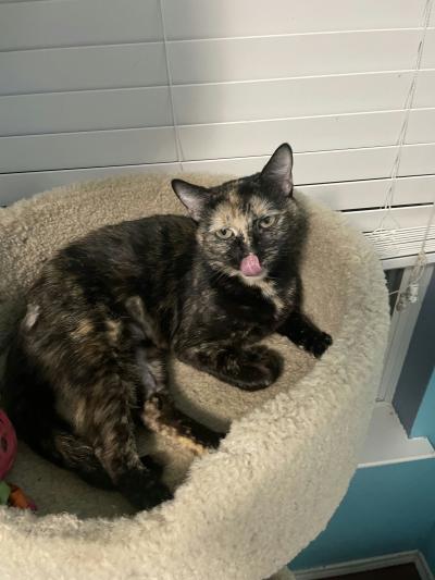 Twyla the cat lying in a bed licking her face