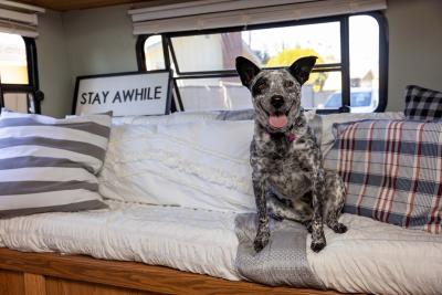 A foster dog sitting on the RV couch with a 'Stay Awhile' sign behind him