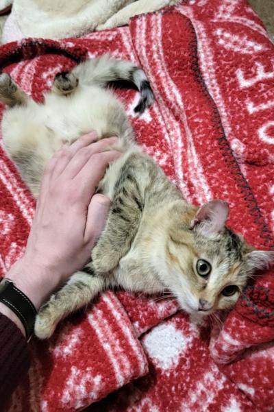 Owl the cat lying on a red and white blanket while a person's had is petting her belly