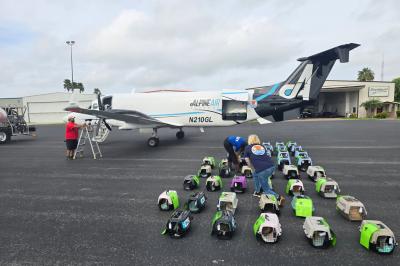 Multiple kennels containing cats beside the Wings of Rescue plane