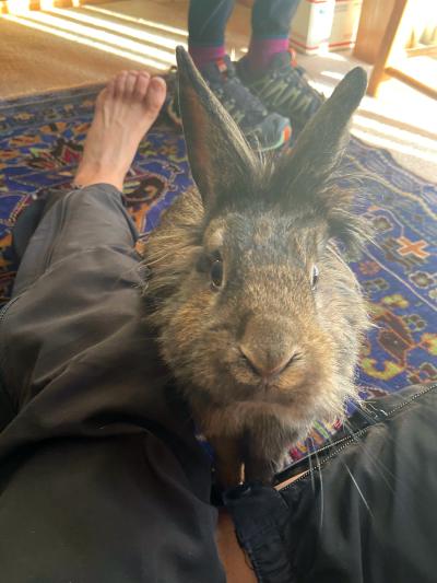 Sasquatch the rabbit right by a person's lap,