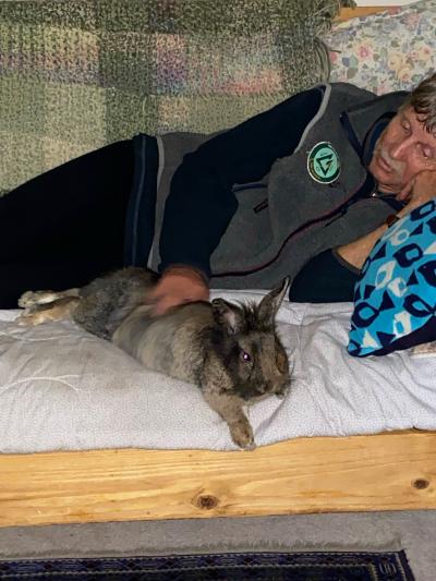 Sasquatch the rabbit lying on a couch next to his new person
