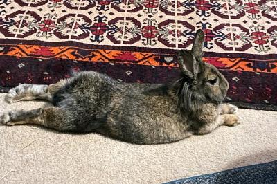 Sasquatch the rabbit lying down with front and back legs stretched out
