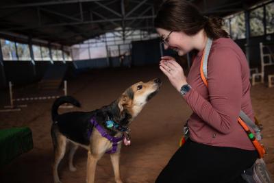 A person interacting with Rainbow the dog at an agility course with her hands up