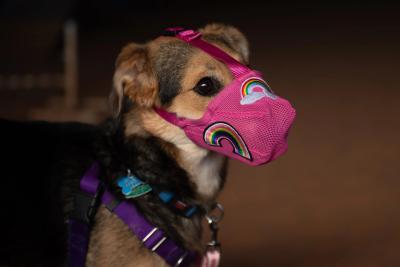 Rainbow the dog wearing her bright pink muzzle