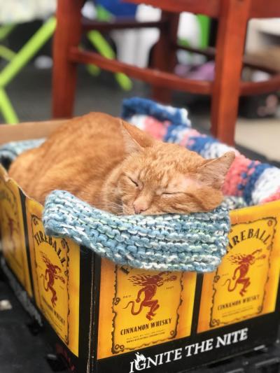 Shop Cat Paul the orange cat sleeping in a blanket lined box