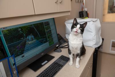 Ranger the cat sitting beside a computer