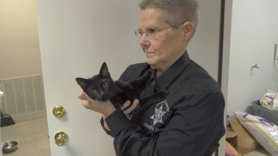 Person from Rankin County, Mississippi holding a black kitten