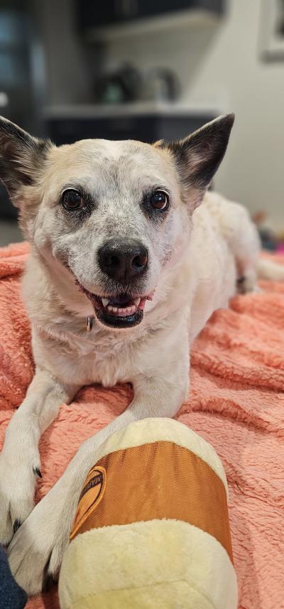 Raquel (formerly Poppy) lying on a blanket beside a toy