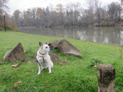 Raquel the dog on grass beside a river