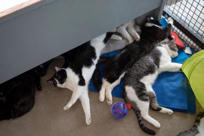 Multiple cats lying next to each other on the floor