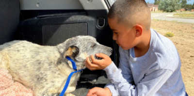 Child holding up dog&#039;s chin in back of car