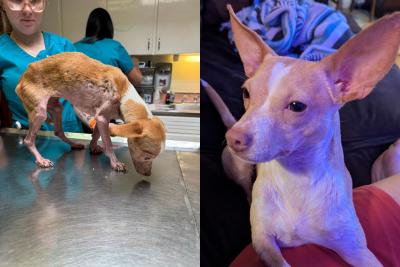 Two photos of Regan the dog, one showing before treatment and one after