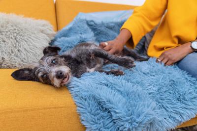 Person petting a dog who is lying on a blue fuzzy blanket on a couch