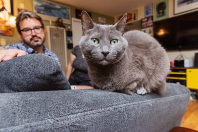 Cat lying on the armrest of a couch with a person in the background