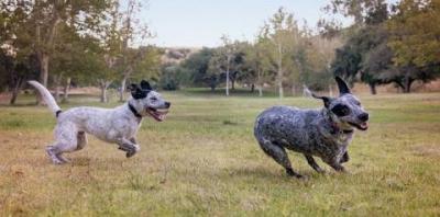 Two black and white puppies running