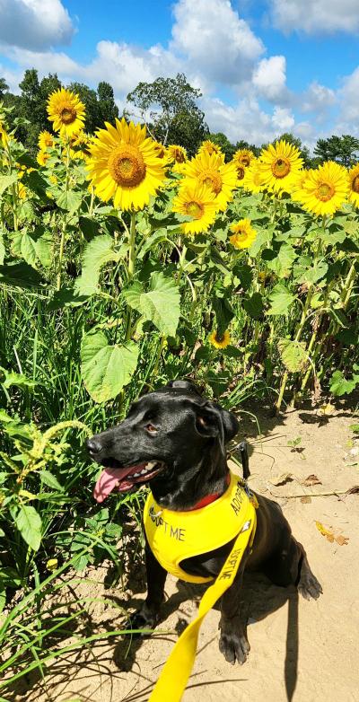 Patrick the dog wearing a yellow "adopt me" harness sitting in front of a field of sunflowers