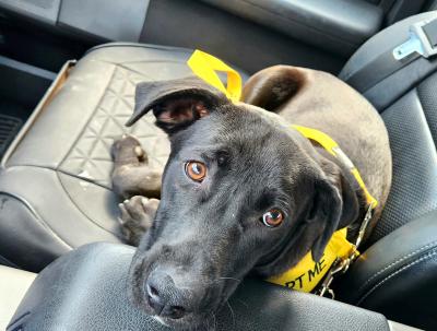Patrick the dog wearing an "adopt me" yellow bandanna lying in the side seat of a vehicle