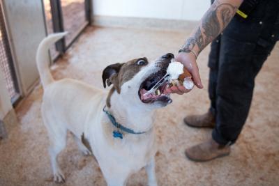 Richard the dog being fed a pumpkin pie treat