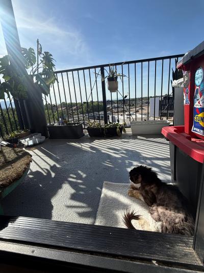 Righty Tighty the at outside lounging on a patio